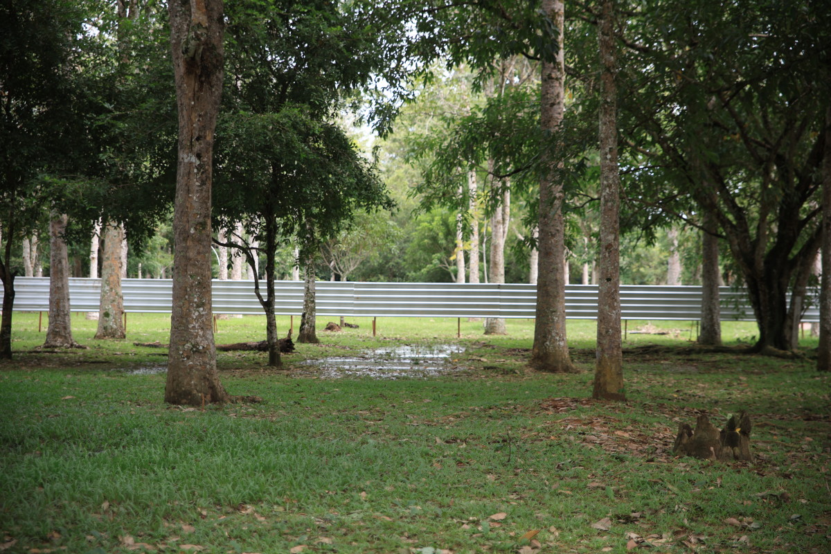 SUSTENTABILIDADE - Porto Velho cria novas regras para cuidar das árvores e fauna da cidade