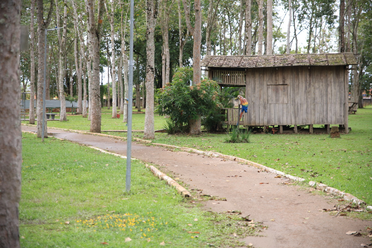 SUSTENTABILIDADE - Porto Velho cria novas regras para cuidar das árvores e fauna da cidade