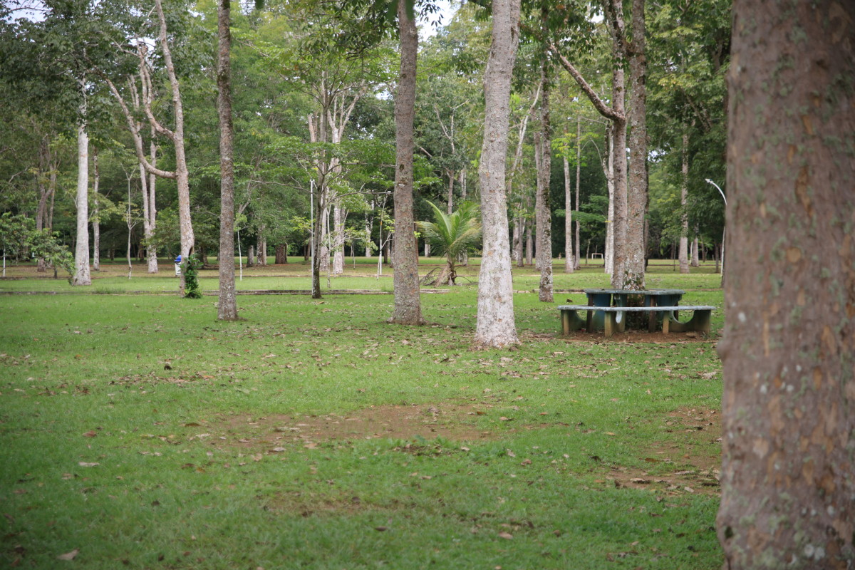 SUSTENTABILIDADE - Porto Velho cria novas regras para cuidar das árvores e fauna da cidade