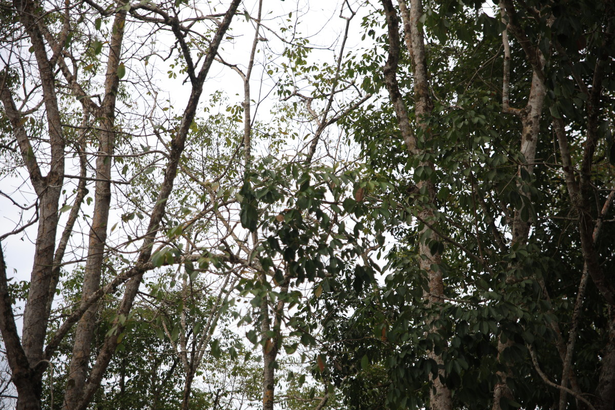 SUSTENTABILIDADE - Porto Velho cria novas regras para cuidar das árvores e fauna da cidade